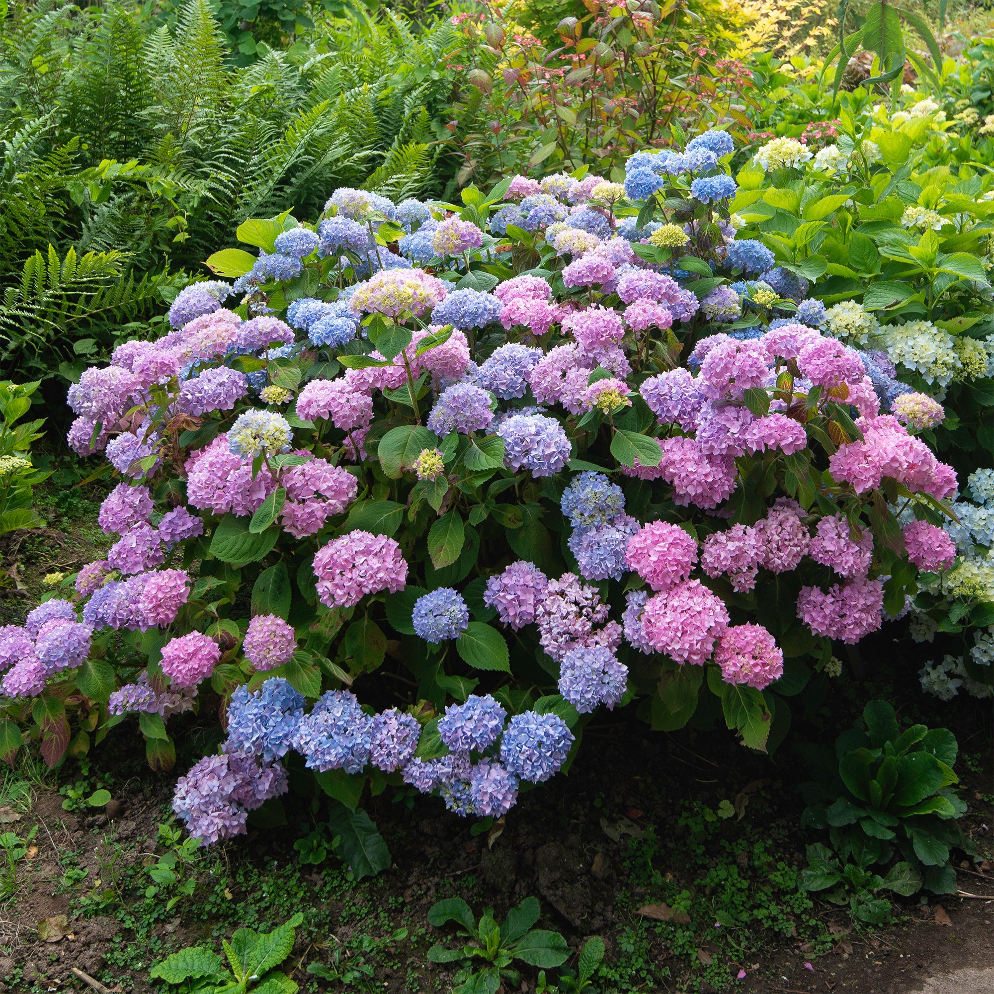 Dreifarbige Bauernhortensie