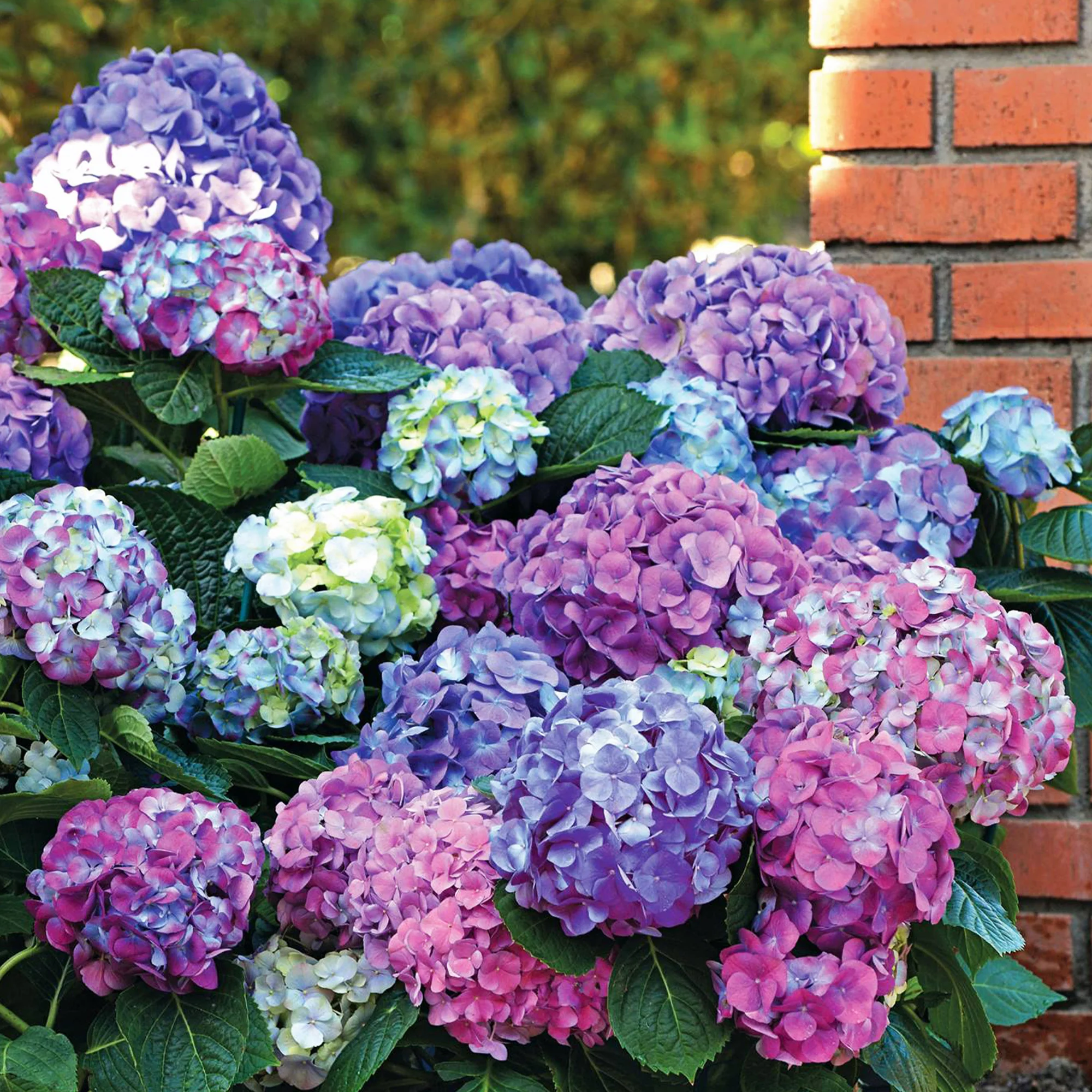 Dreifarbige Bauernhortensie - Image 4