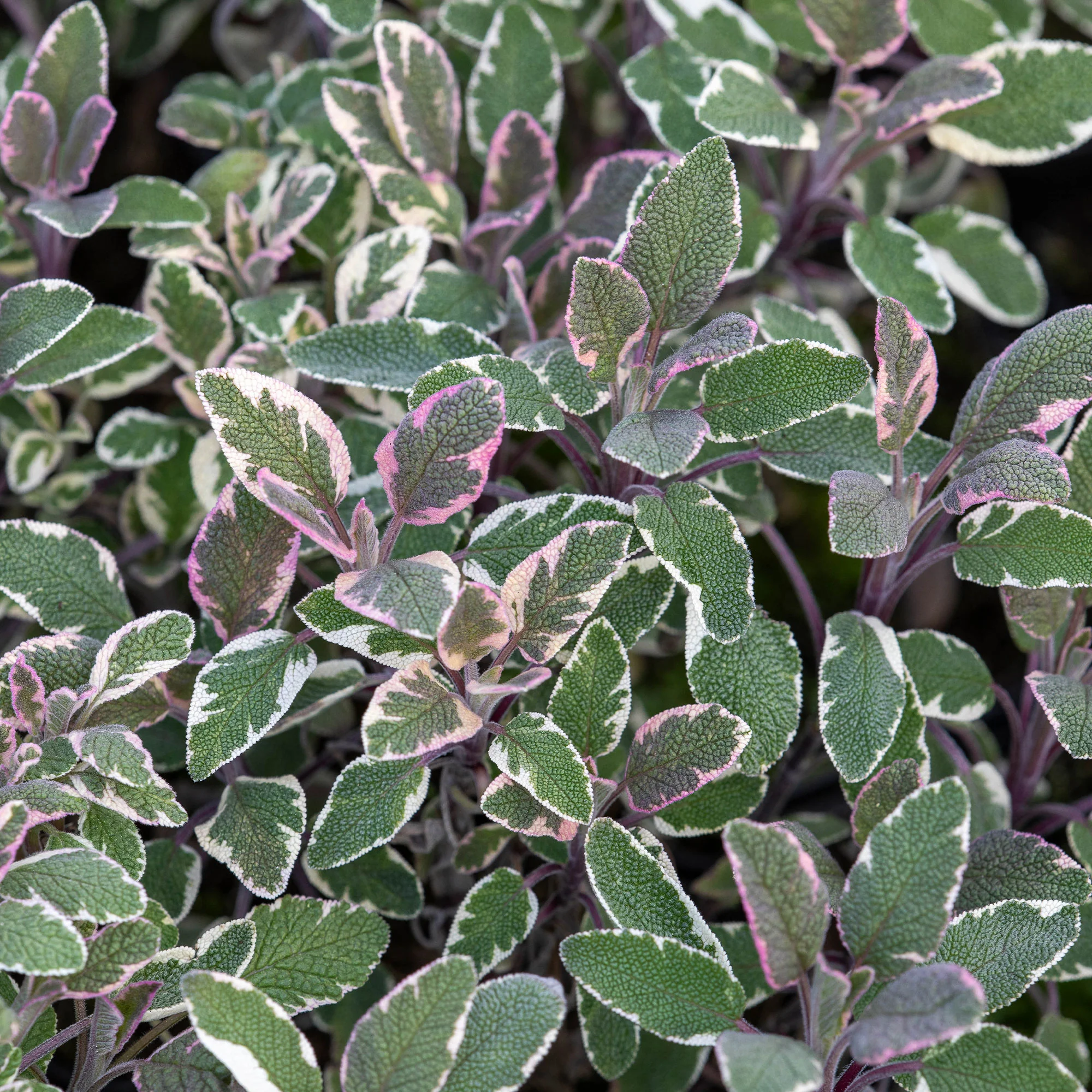 Dreifarbiger Garten-Salbei - Image 2