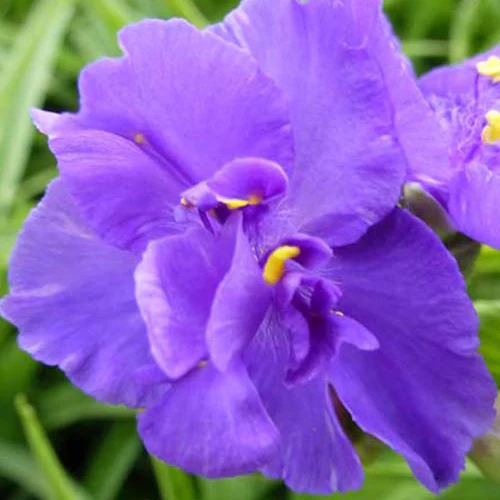 Dreimasterblume ‘Zwanenburg Blue’