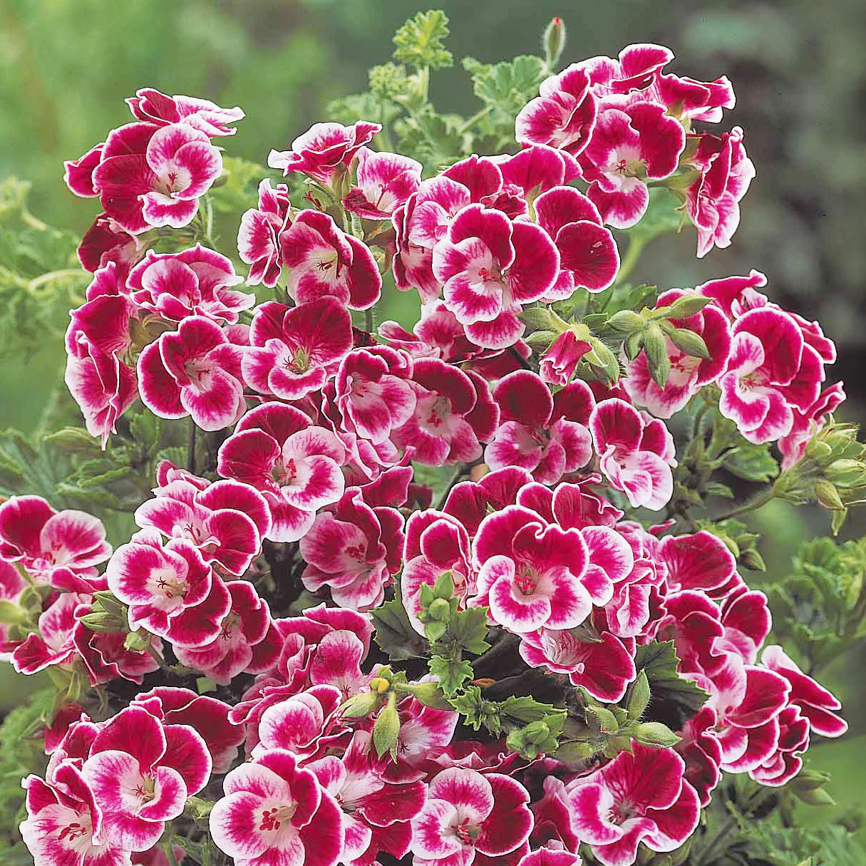 Duftgeranie Pansy (x3) - Image 3