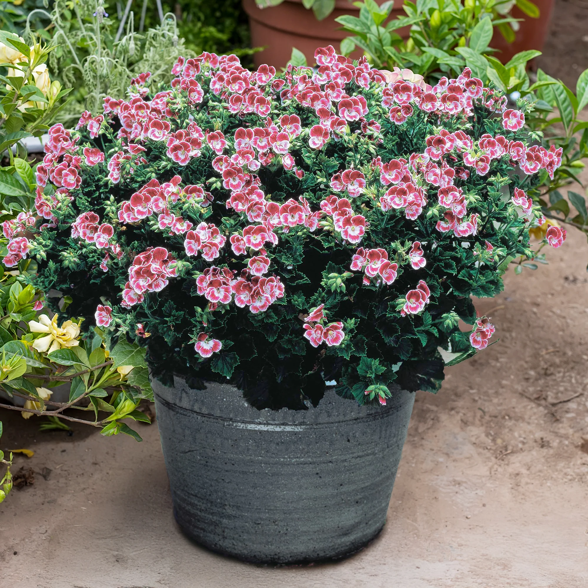 Duftgeranie Pansy (x3) - Image 4