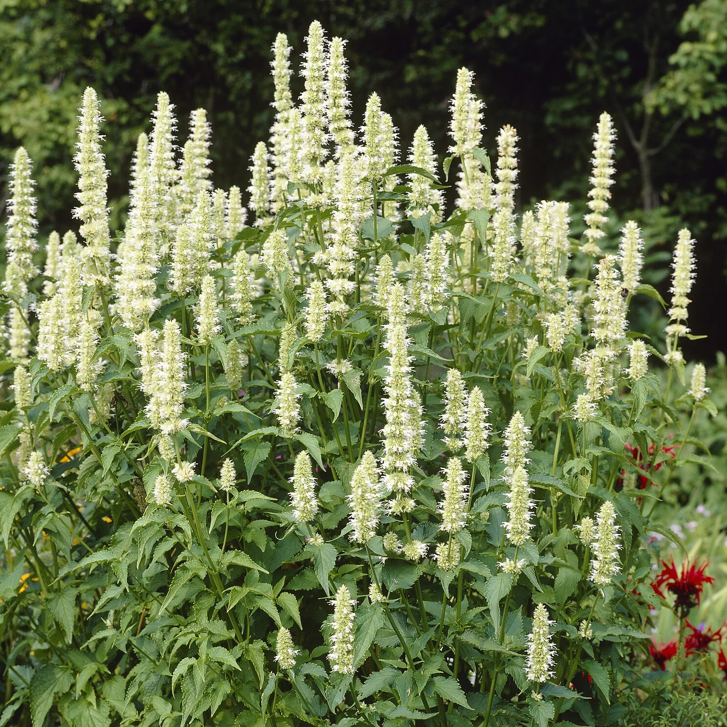 Duftnessel 'Alabaster'