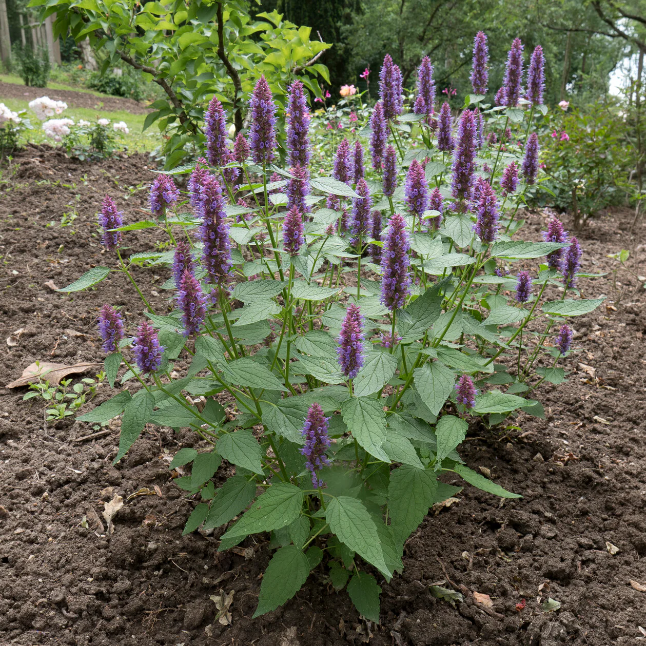 Duftnessel Beelicious Purple - Image 4