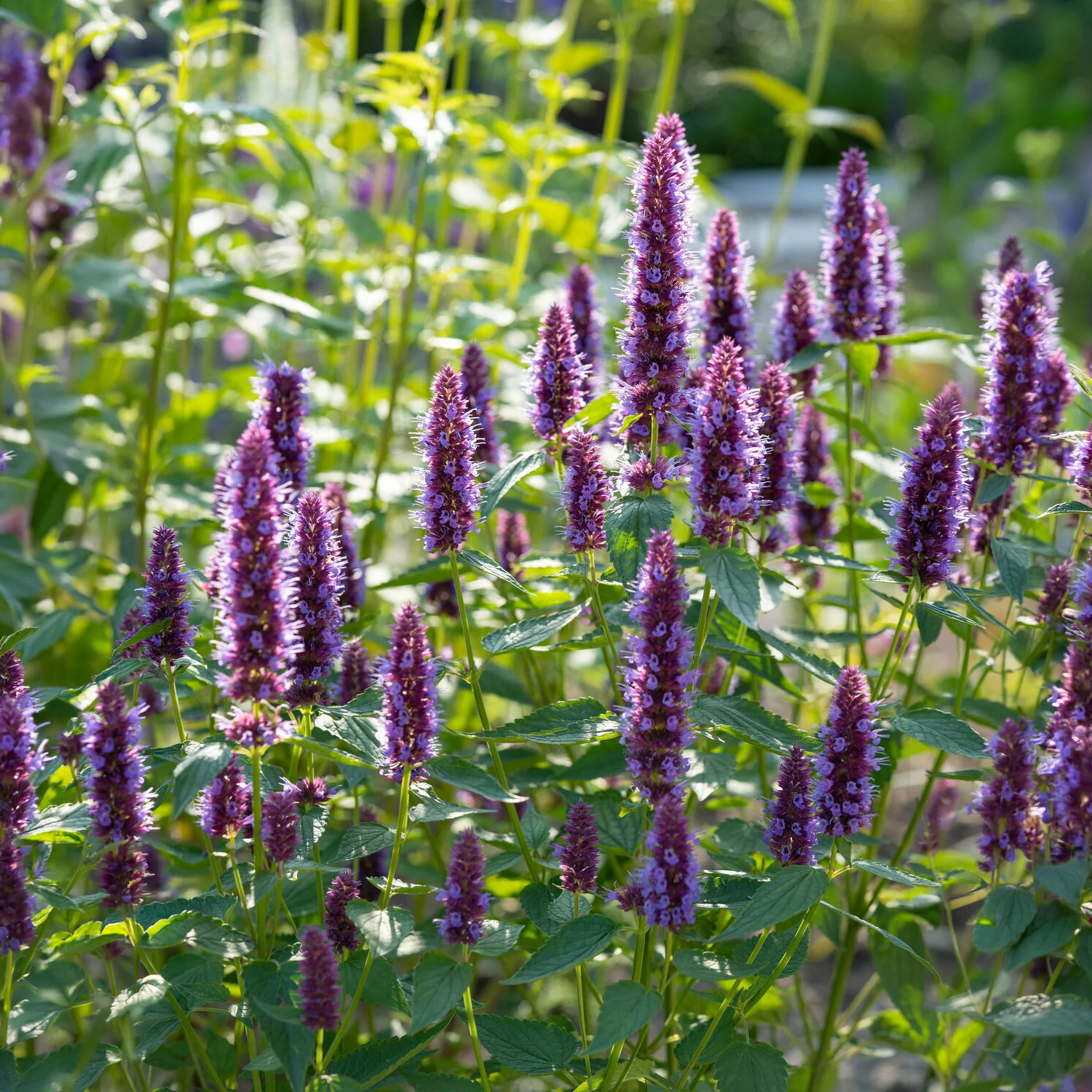 Duftnessel Beelicious Purple - Image 5