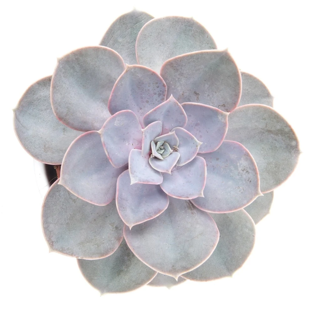Echeverie ‘Perle von Nürnberg’ - Image 3