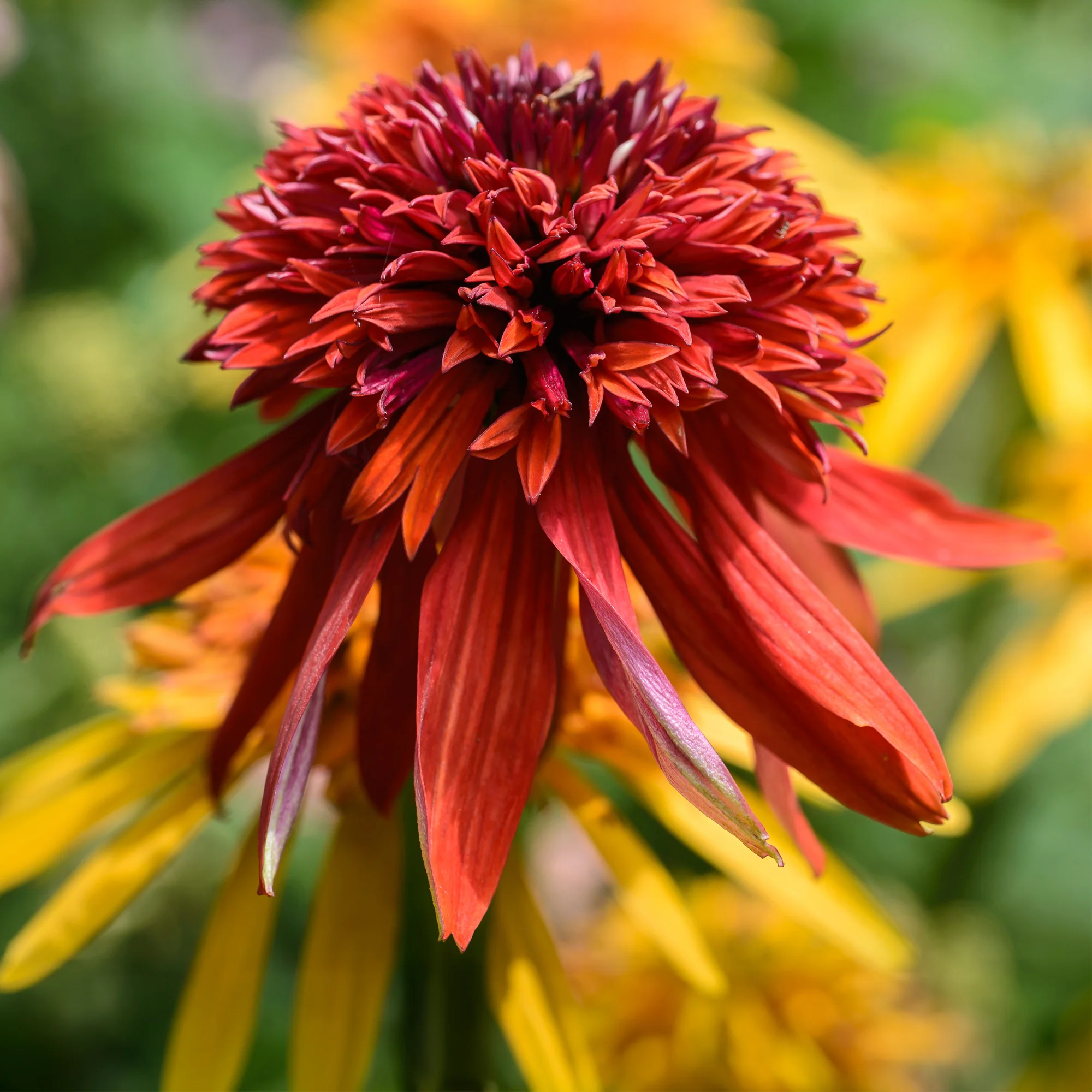 Echinacea Eccentric - Image 3