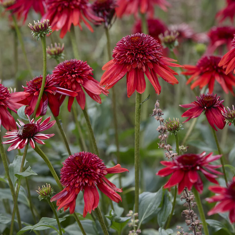 Echinacea Eccentric - Image 4