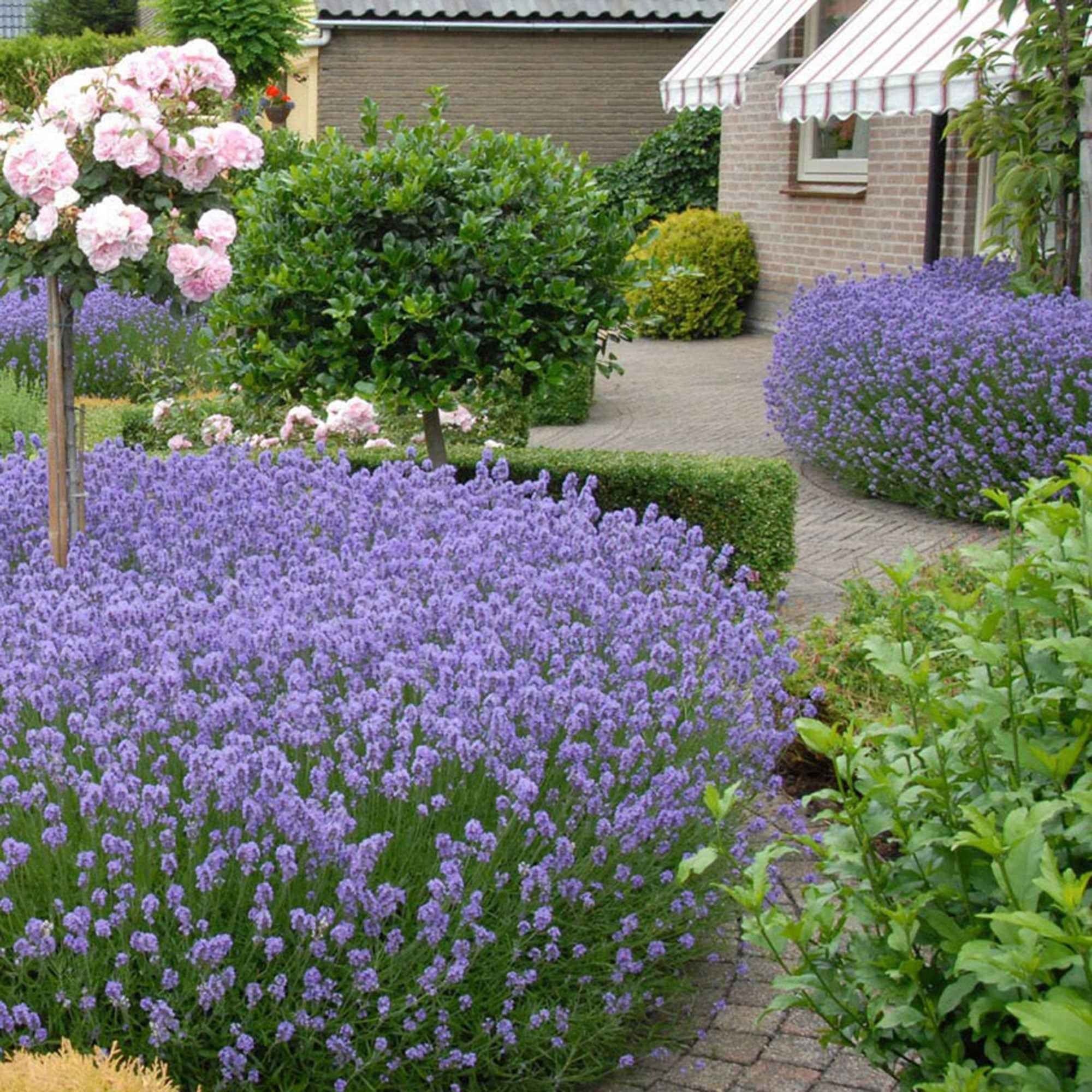 Echter Lavendel 'Hidcote' - Image 3