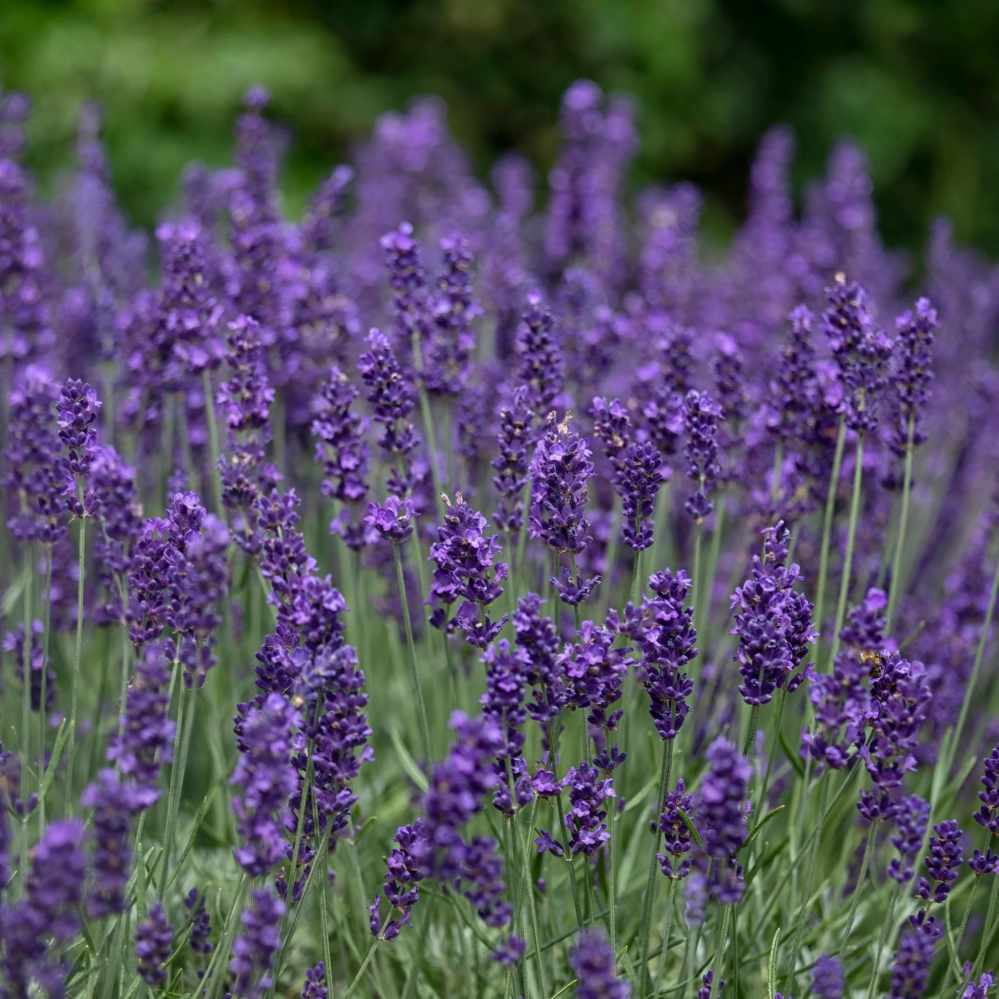 Echter Lavendel 'Hidcote' - Image 4