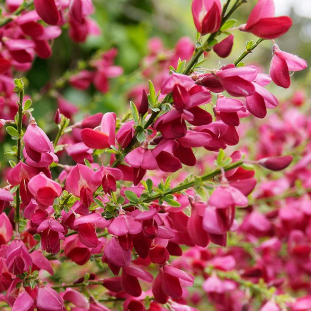 Edelginster Boskoop Ruby