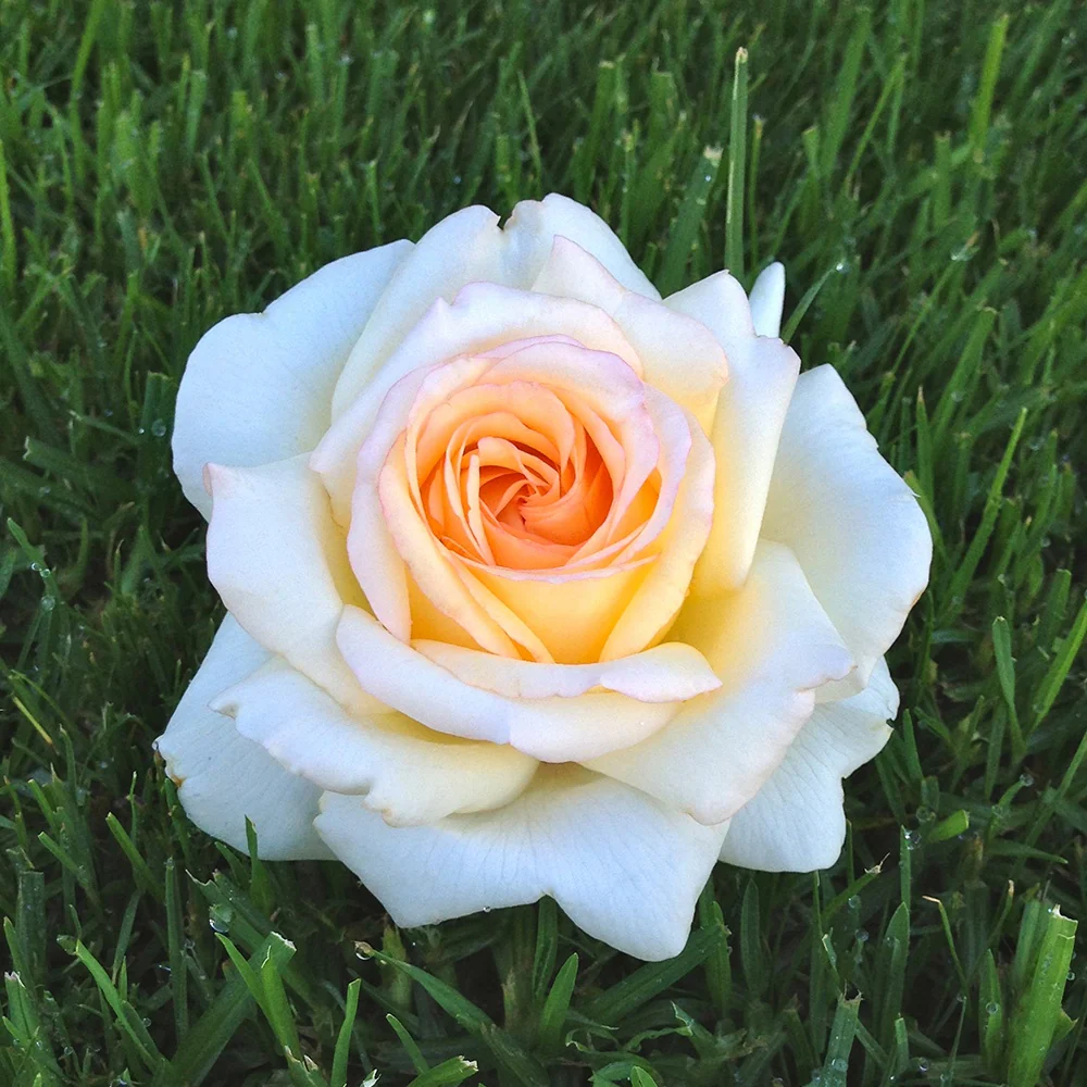 Edelrose Anastasia®