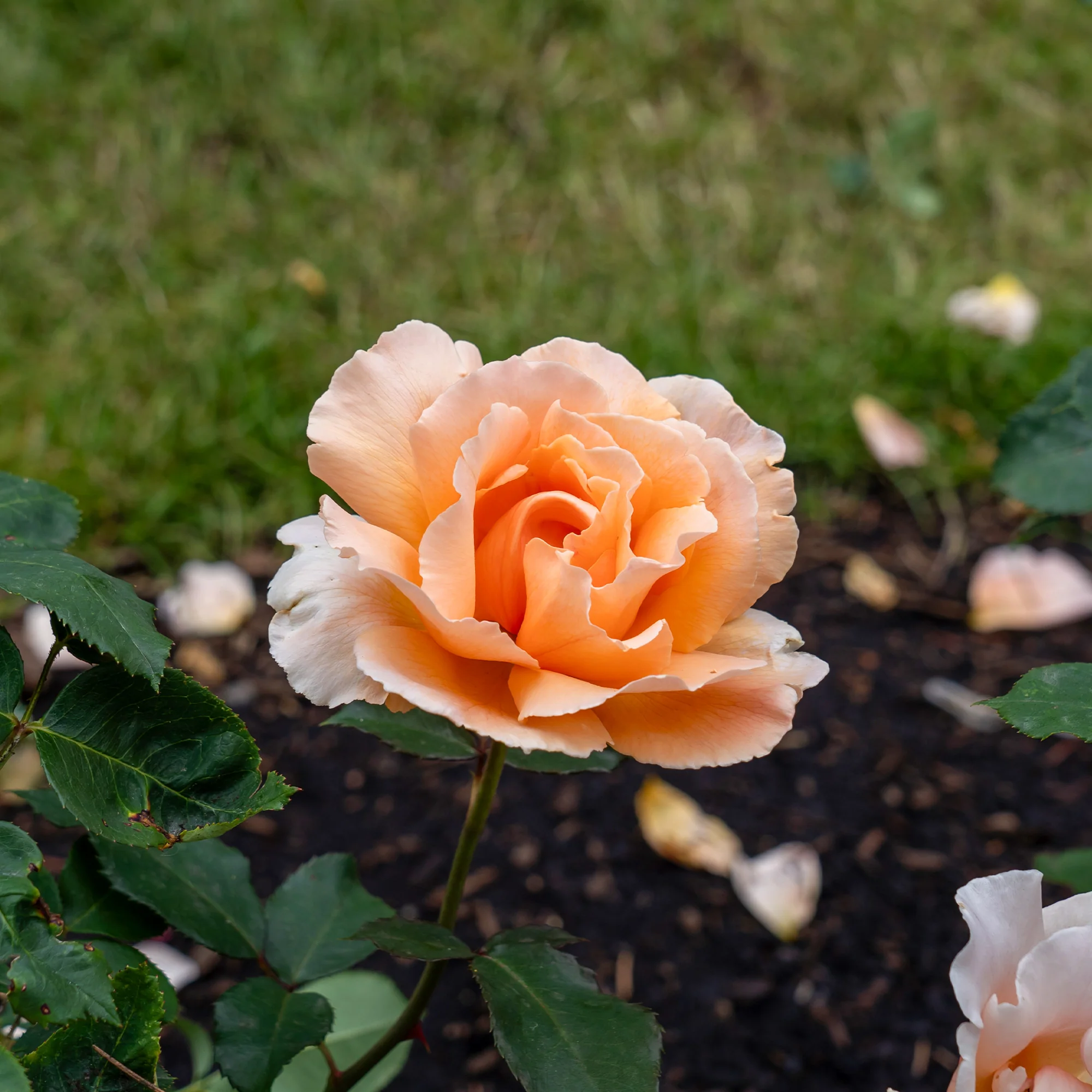Edelrose Just Joey ® - Image 2