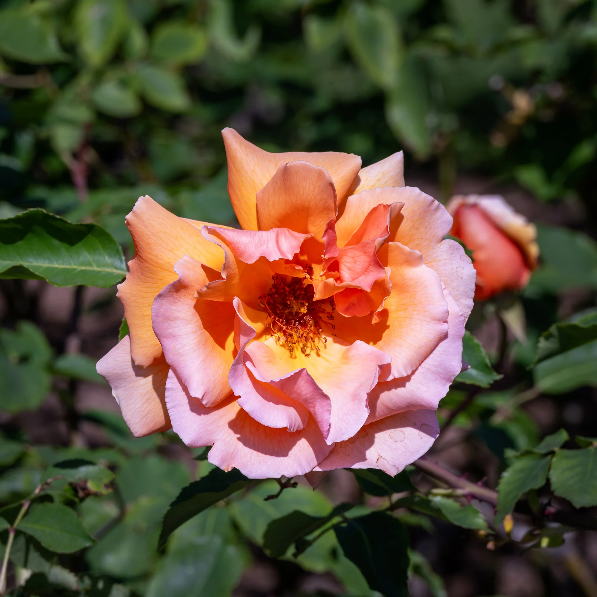 Edelrose Just Joey ® - Image 3