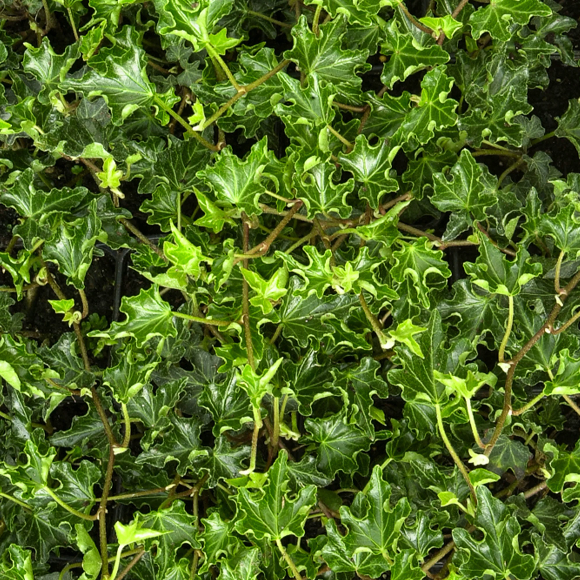 Efeu Ivalace