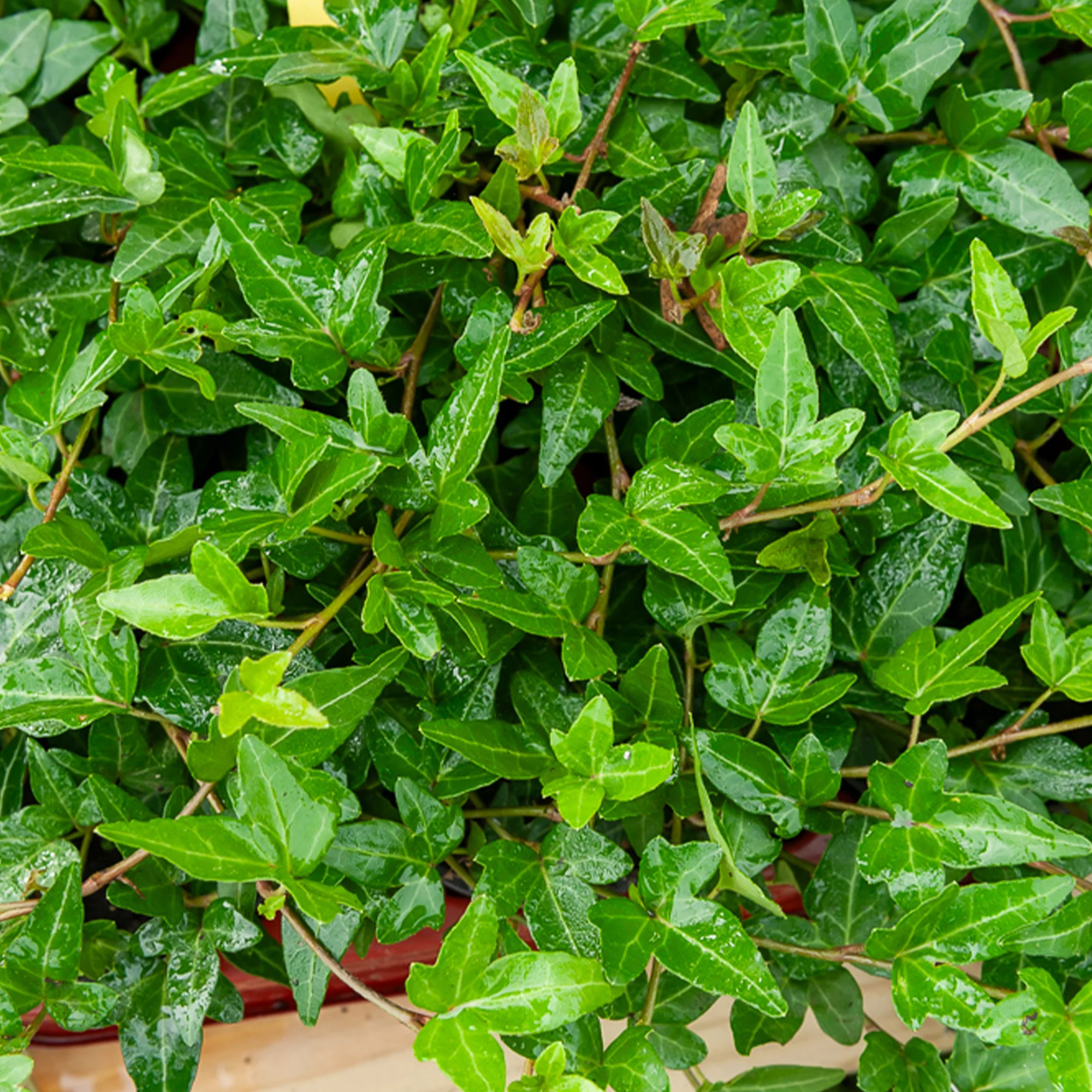 Efeu Shamrock