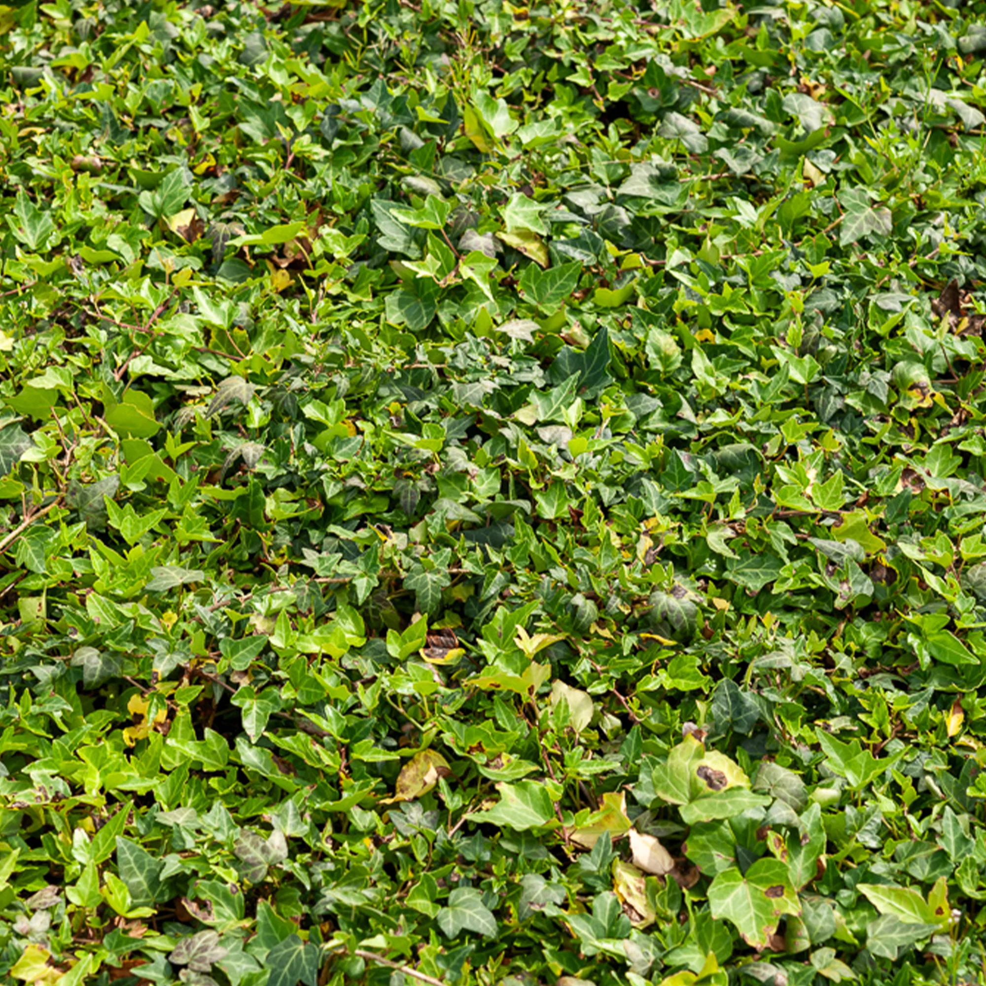Efeu Shamrock - Image 2