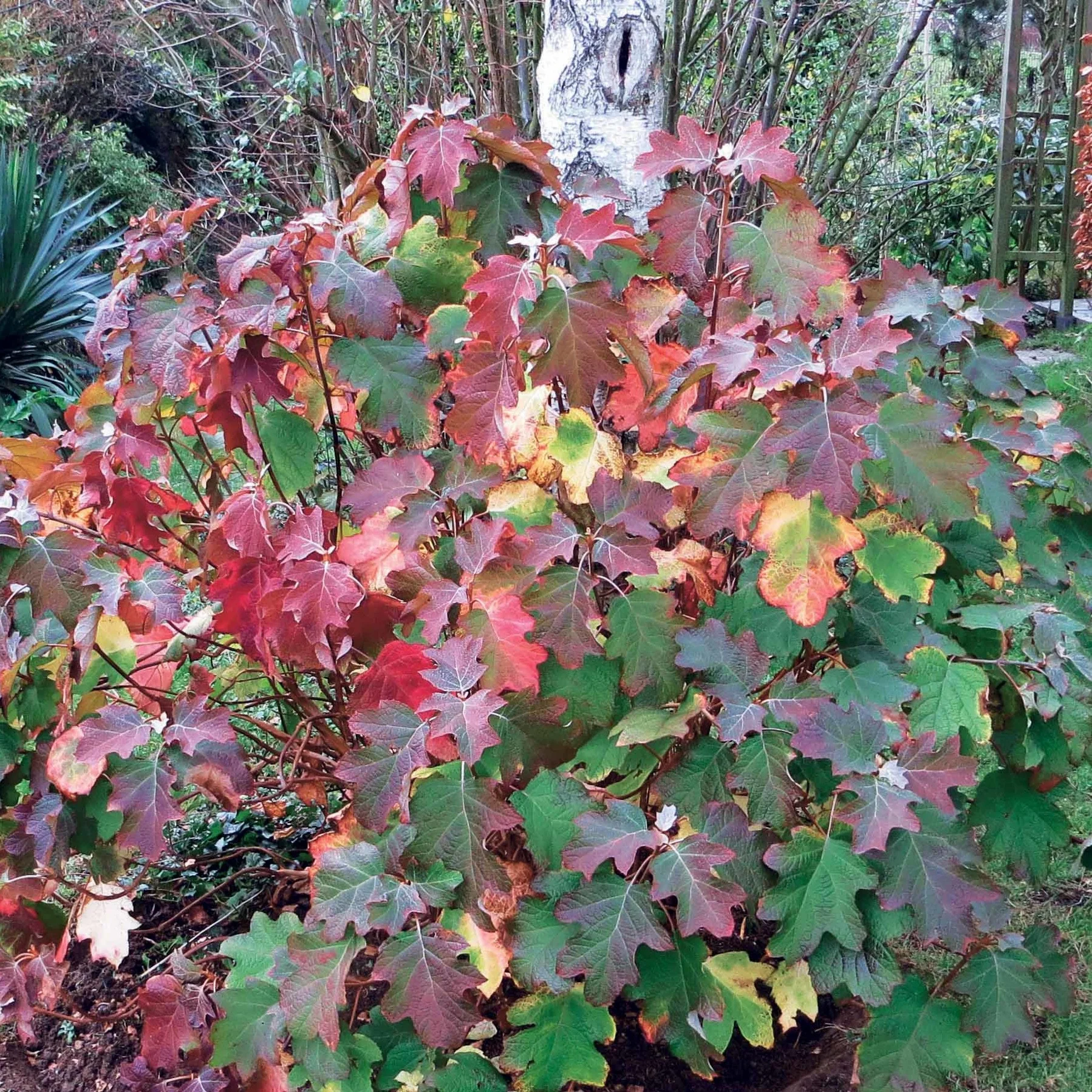 Vorschaubild 2