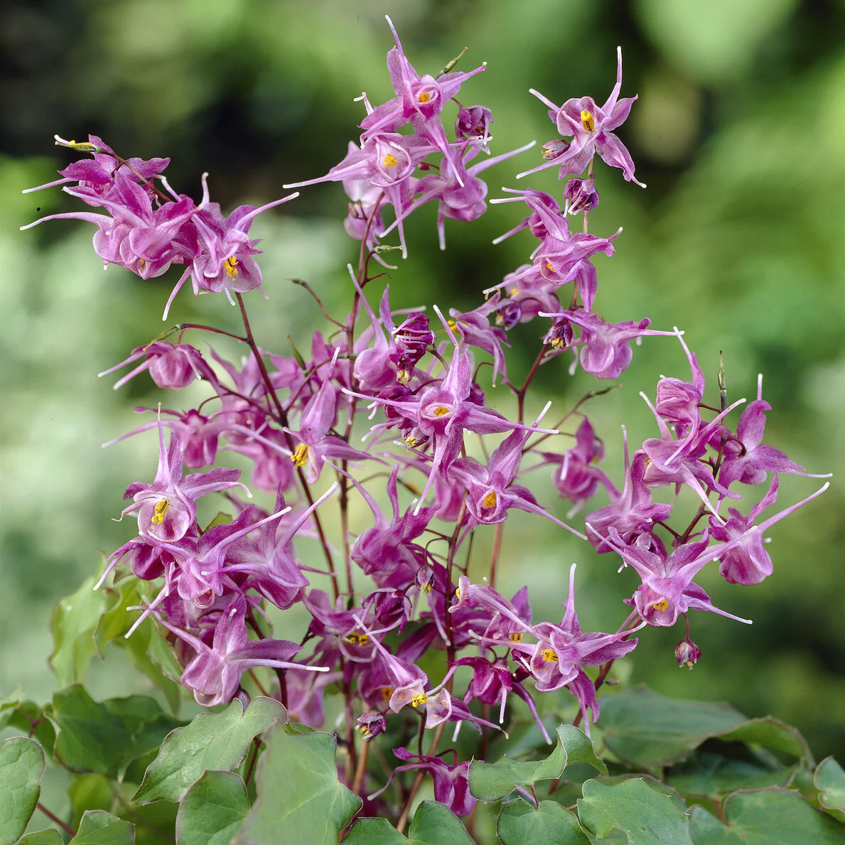 Elfenblume ‘Lilafee’ - Image 3