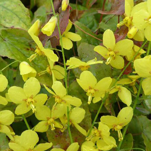 Elfenblumen Frohnleiten