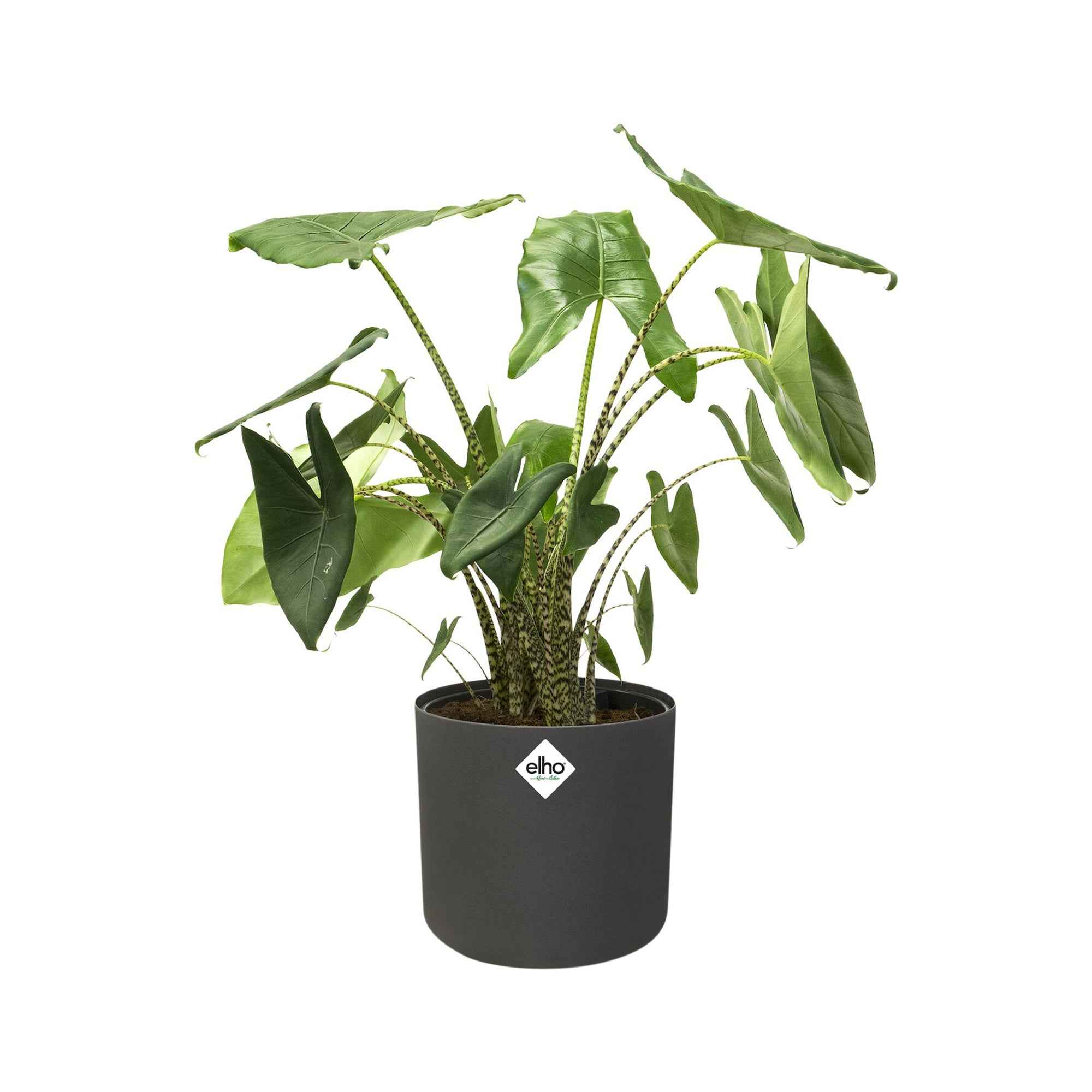 Elho Blumentopf B.for soft rund anthrazit - Image 5