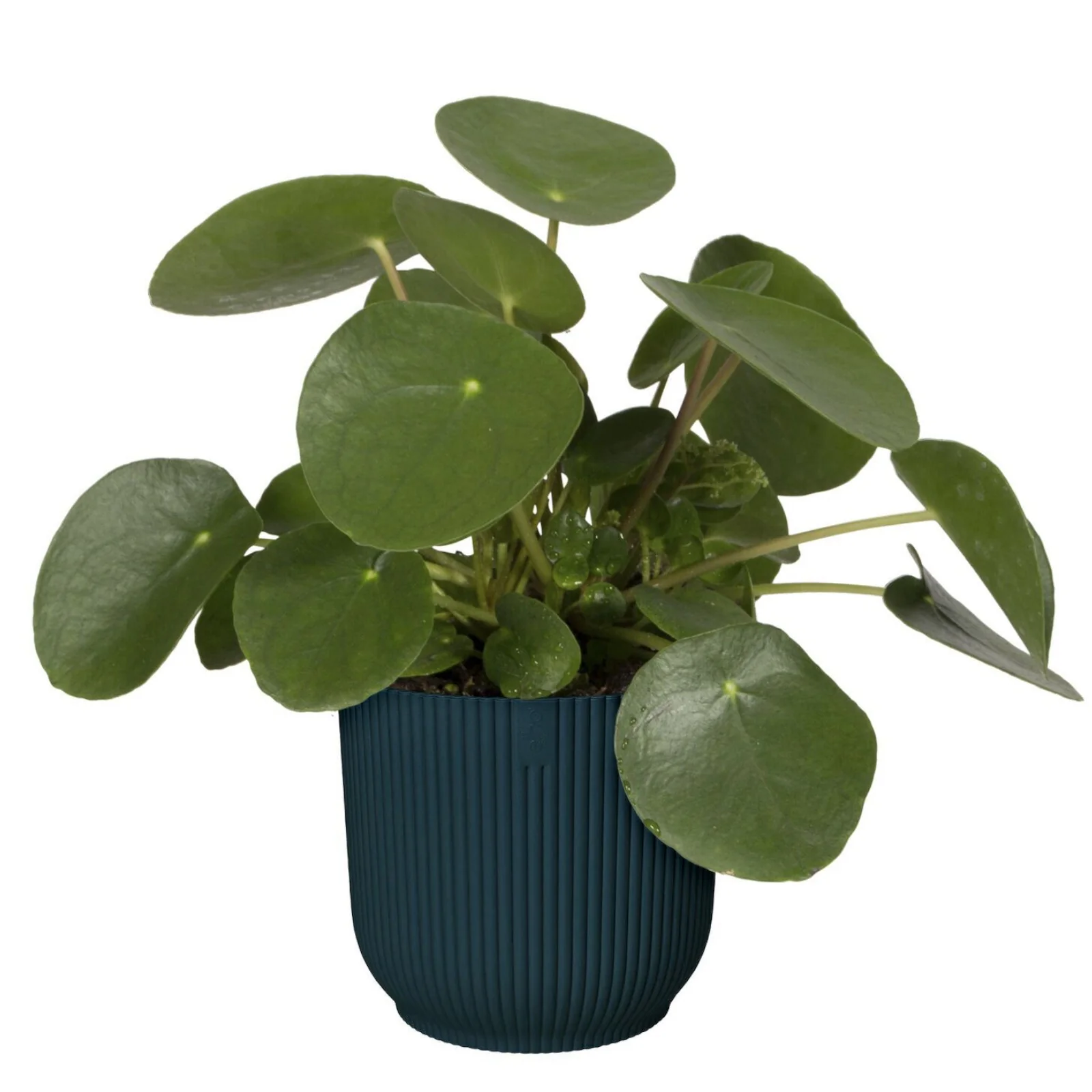 Elho Blumentopf Vibes Fold rund blau - Innentopf - Image 5