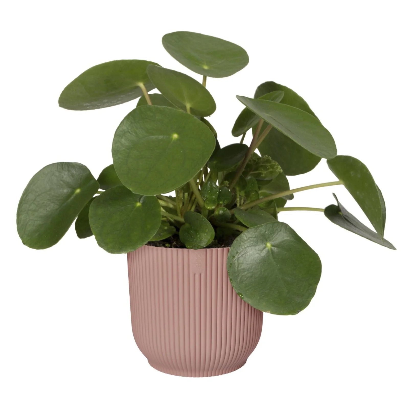 Elho Blumentopf Vibes Fold rund rosa - Innentopf - Image 4