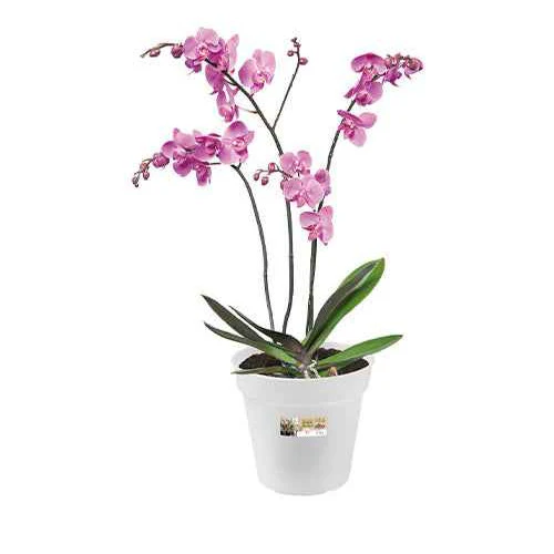 Elho Orchideentopf - Image 3