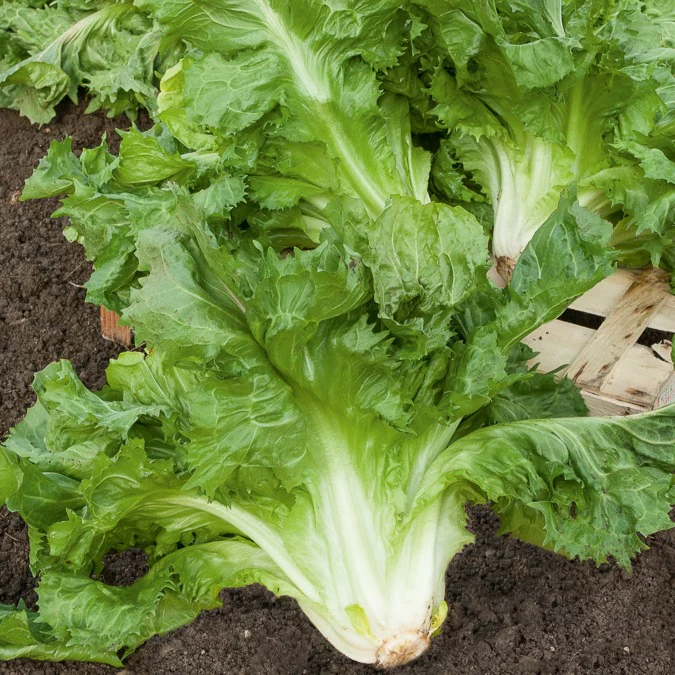 Endiviensalat ‘Cornet de Bordeaux’