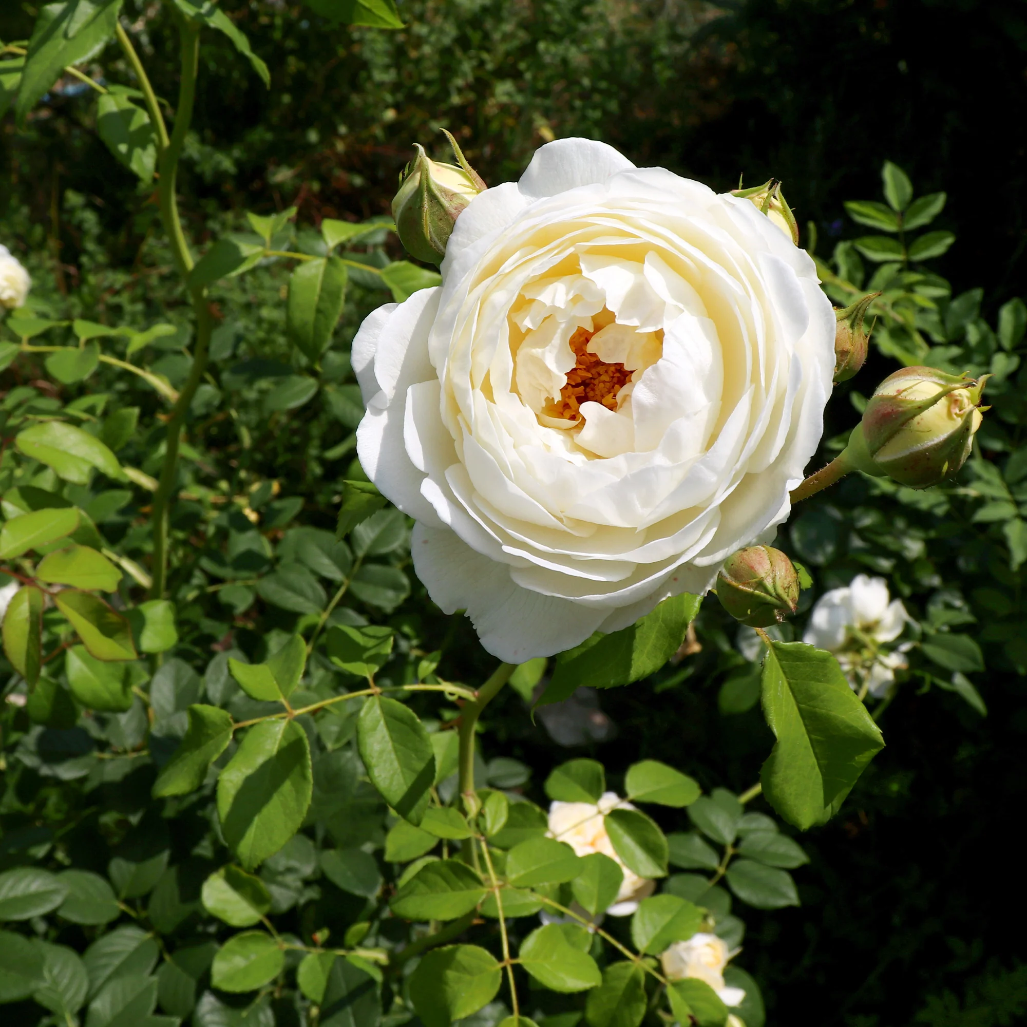 Englische Rose ‘Claire Austin’® - Image 2