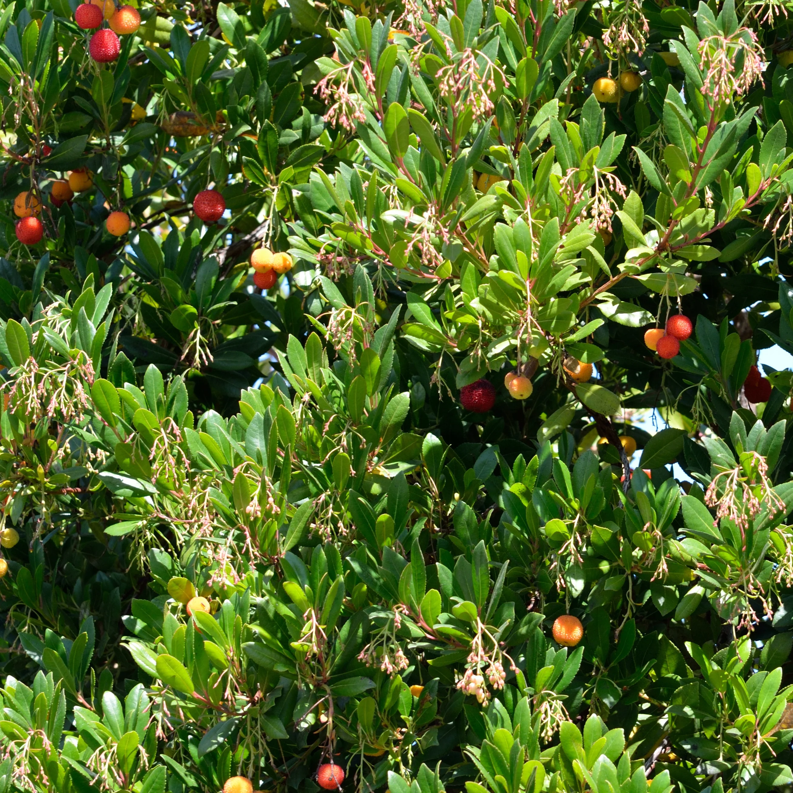 Erdbeerbaum Atlantic - Image 3
