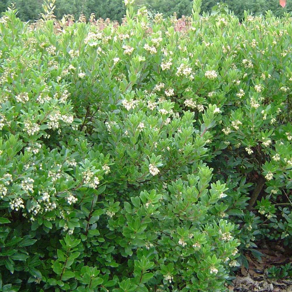 Erdbeerbaum ‘Compacta’ - Image 2