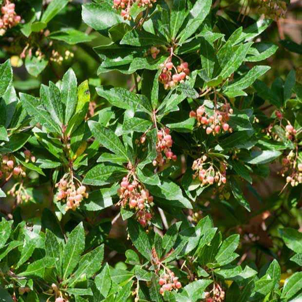 Erdbeerbaum Rubra - Image 4
