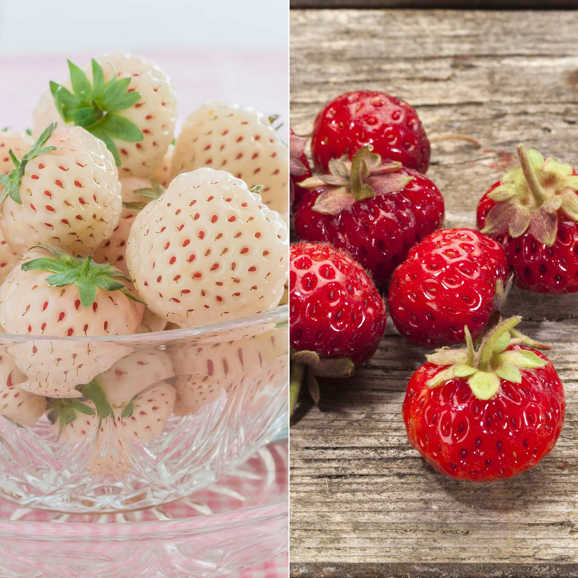 Erdbeeren-Kollektion 'Pineberry' & 'Framberry' (x4)