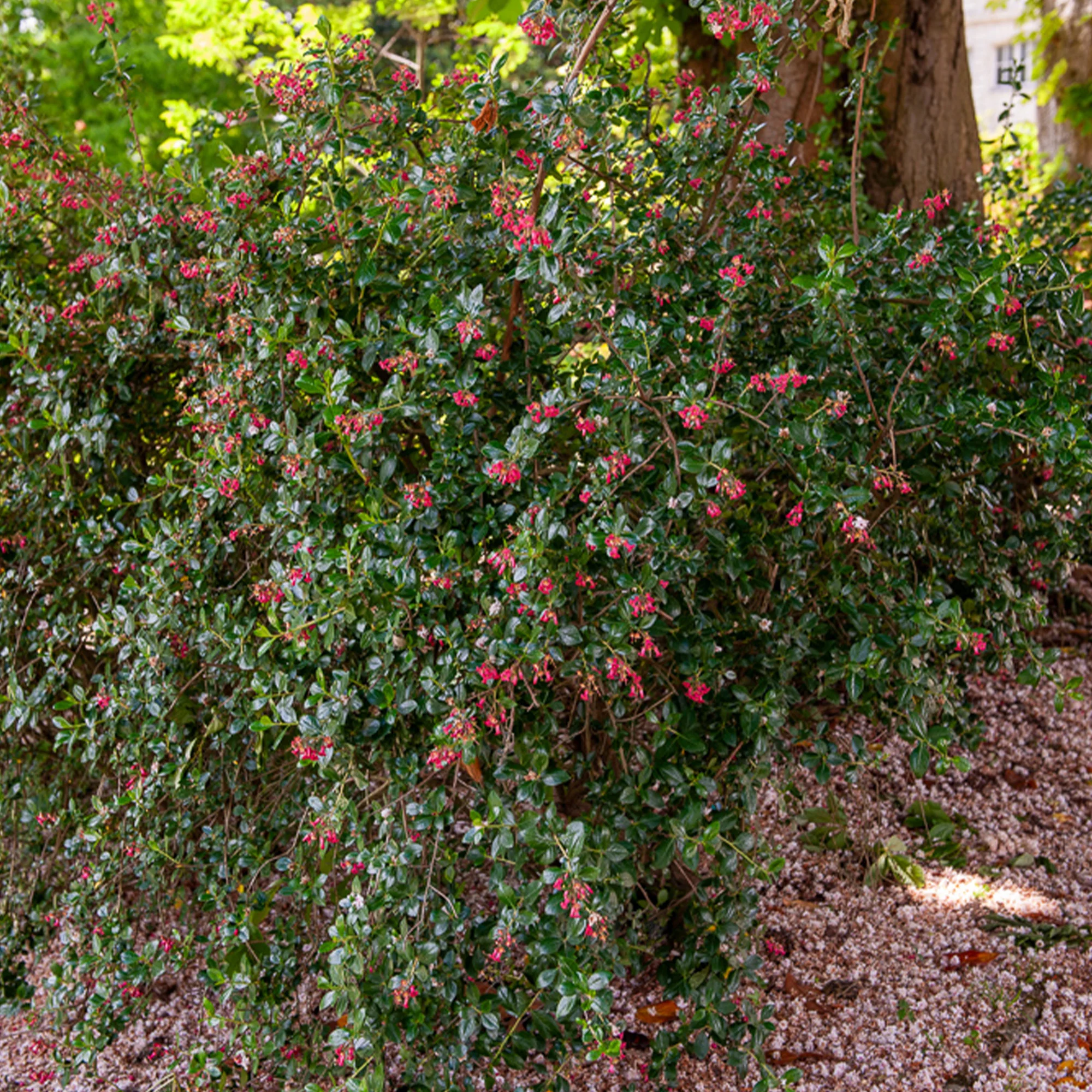Escallonia Donard Seedling - Image 3