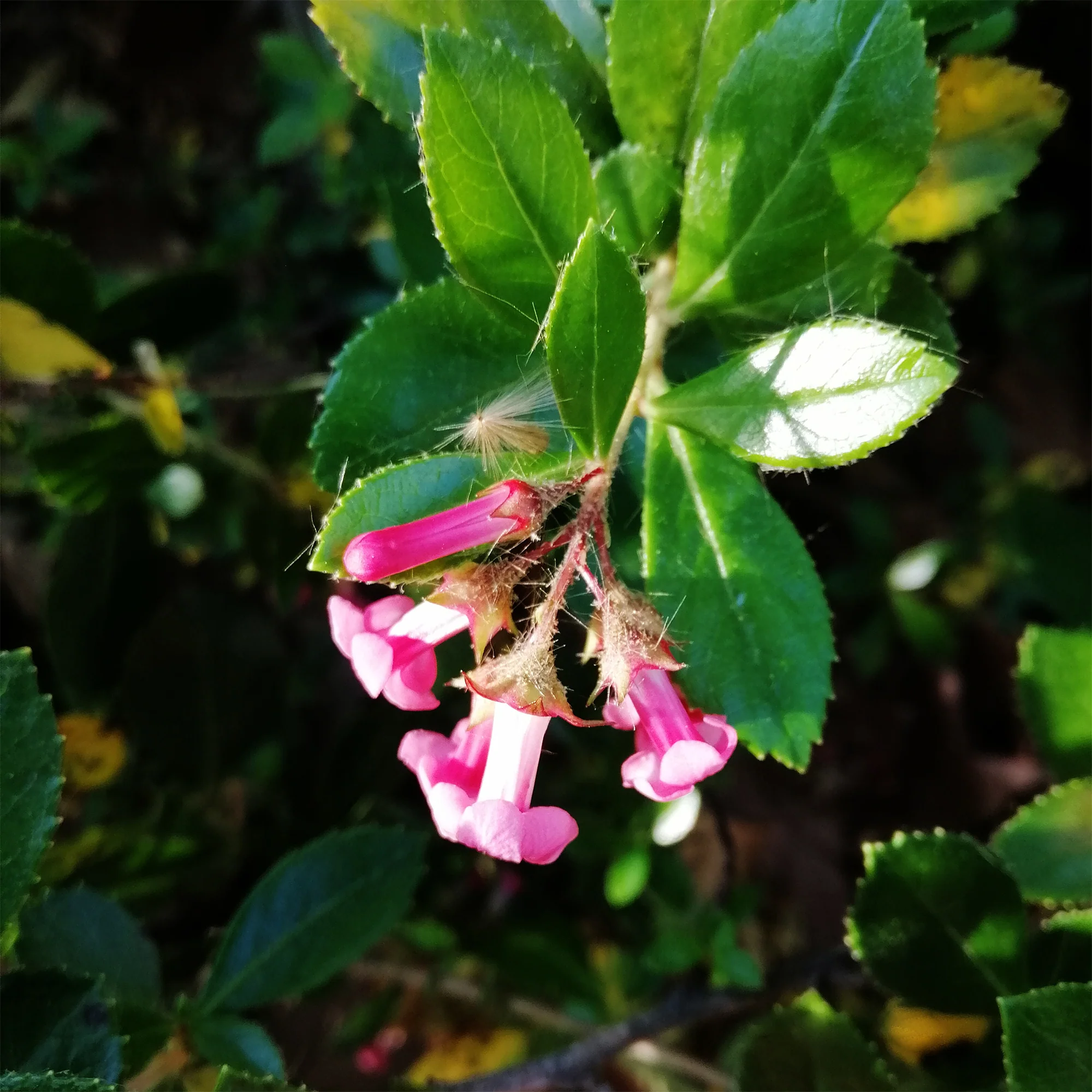 Escallonia rubra ‘Macrantha’