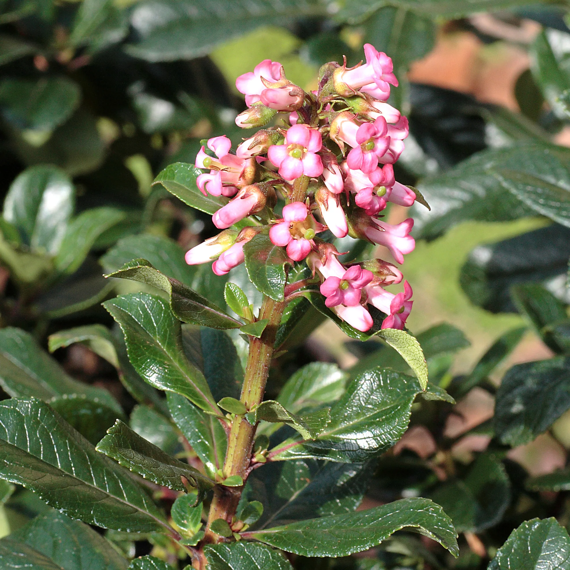 Escallonia rubra ‘Macrantha’ - Image 2