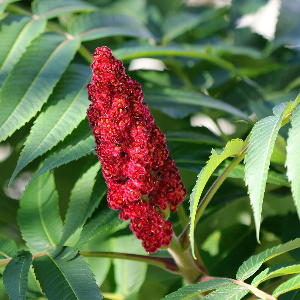 Essigbaum - Image 2