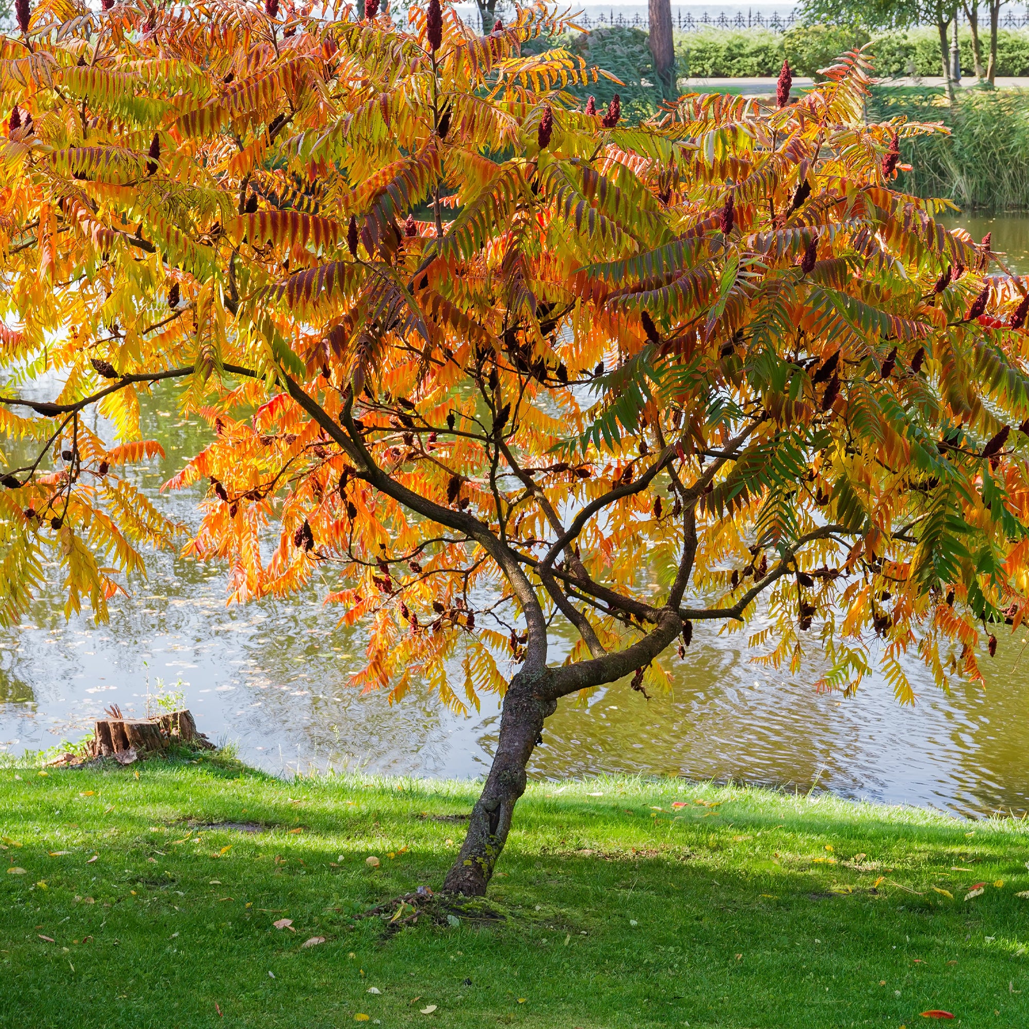 Essigbaum - Image 3