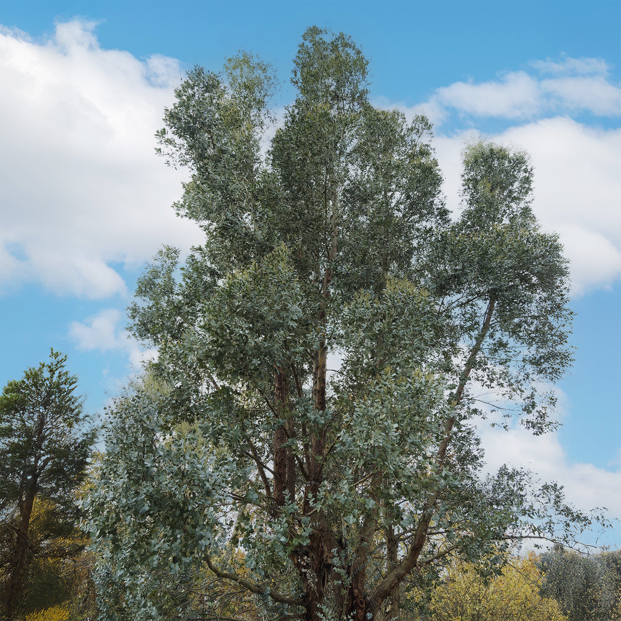 Eukalyptus - Image 5