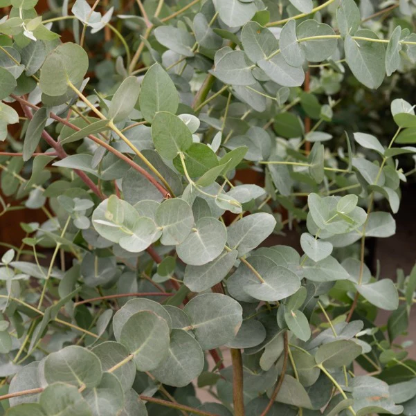Eukalyptus - Image 6