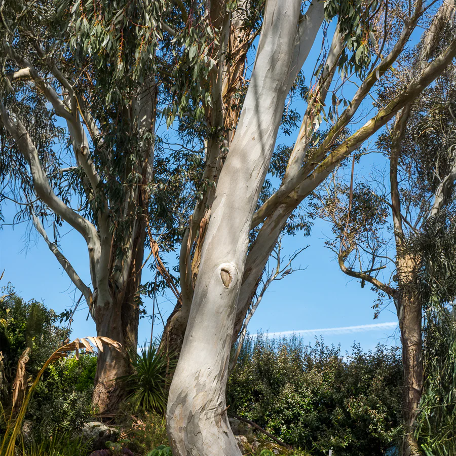 Eukalyptus - Image 7