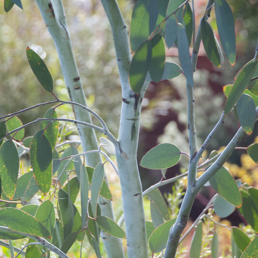 Eukalyptus Blue Ice