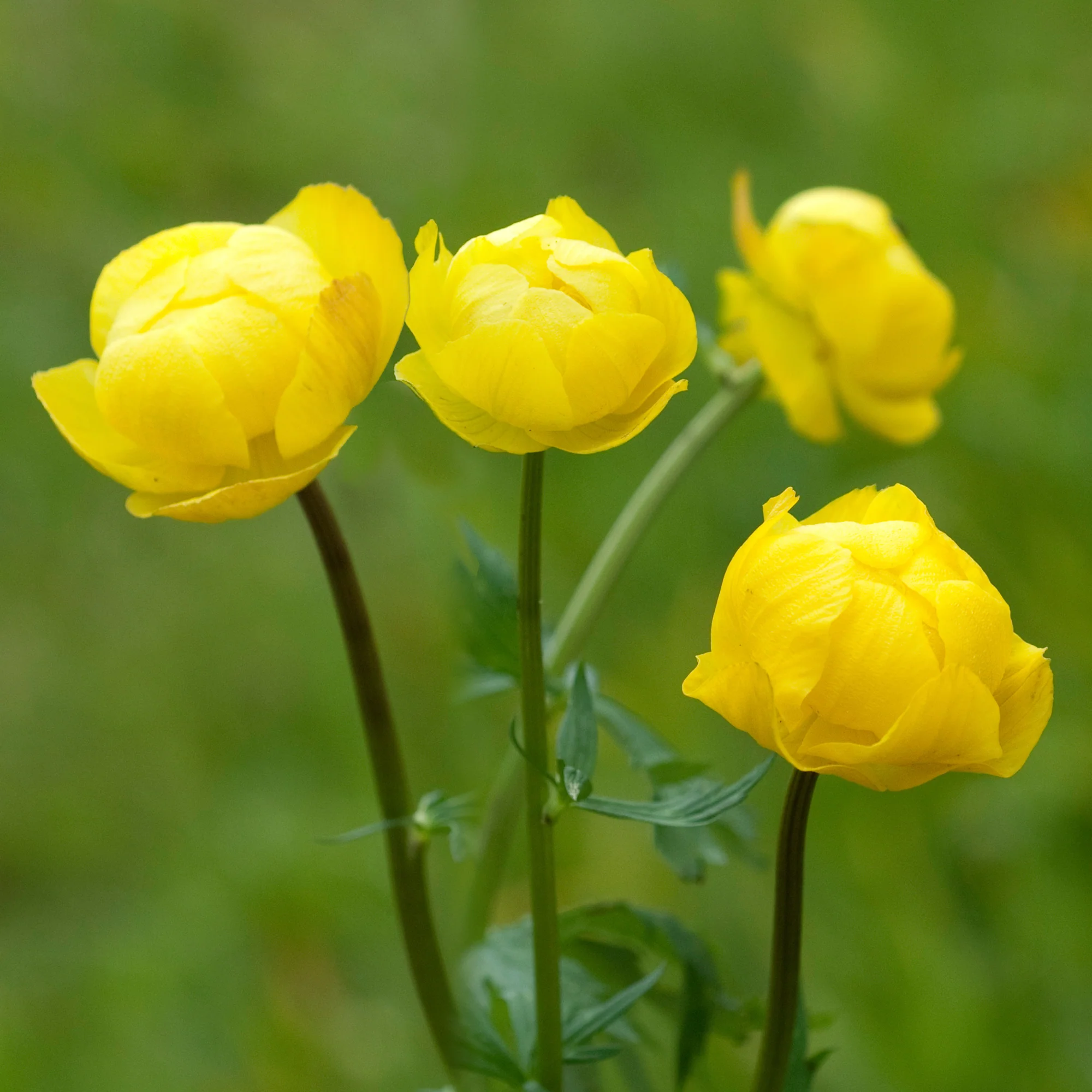 Europäische Trollblume - Image 2