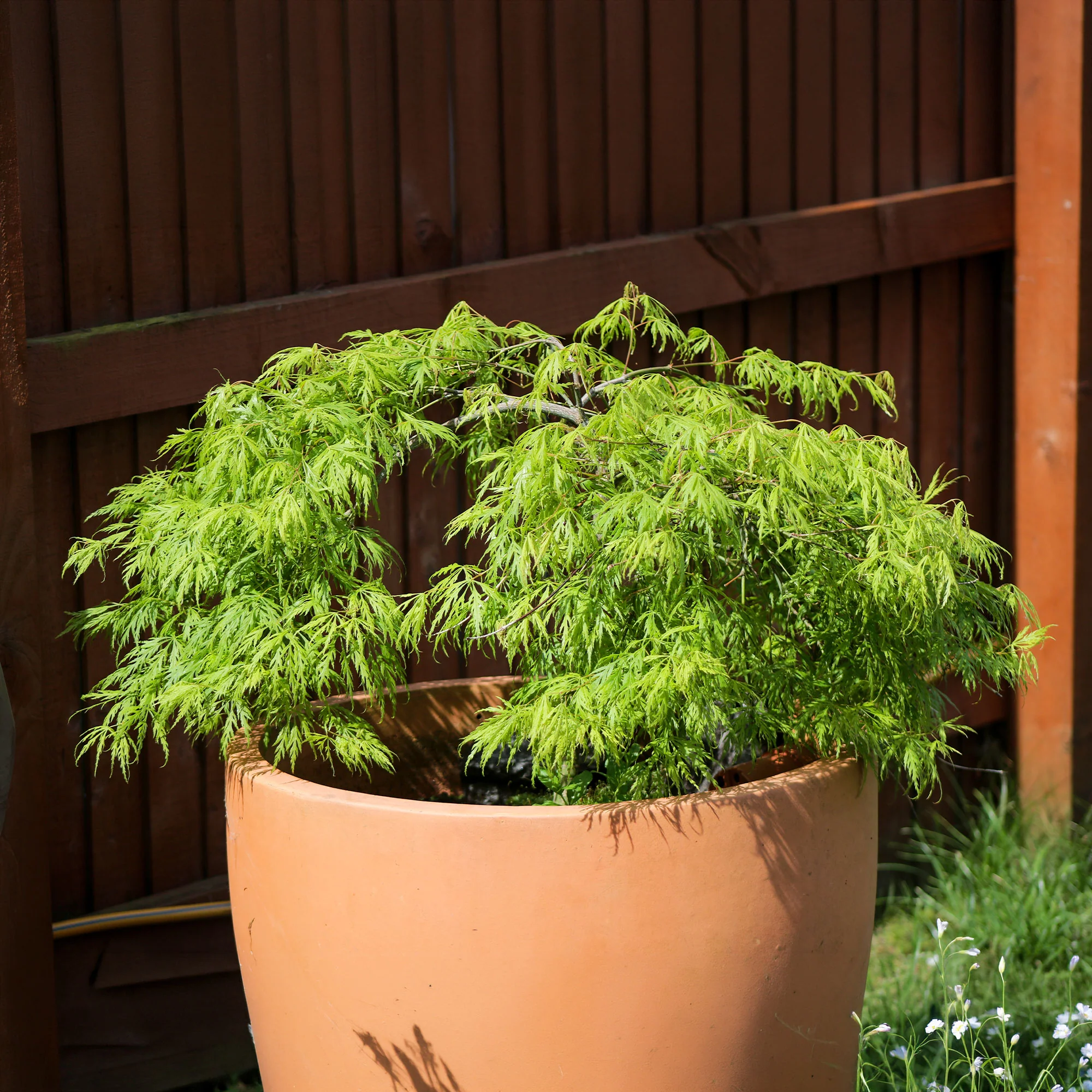 Fächerahorn 'Emerald Lace' - Image 6