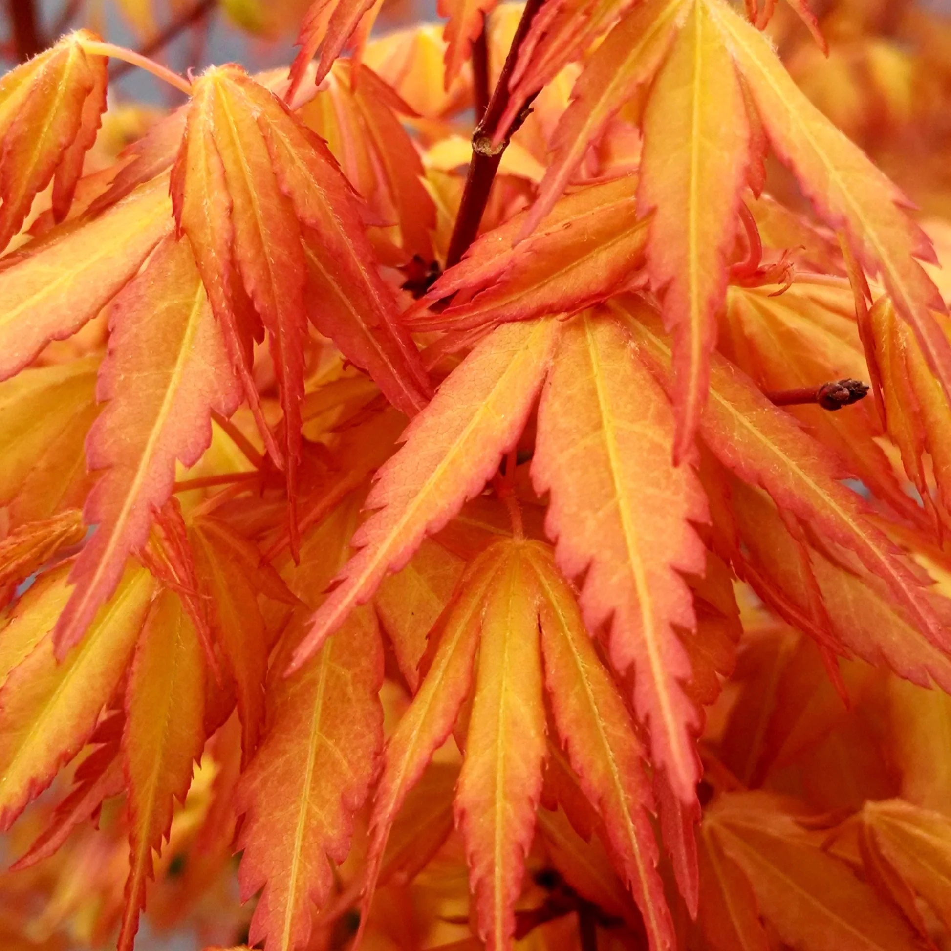 Fächerahorn 'Katsura' - Image 4