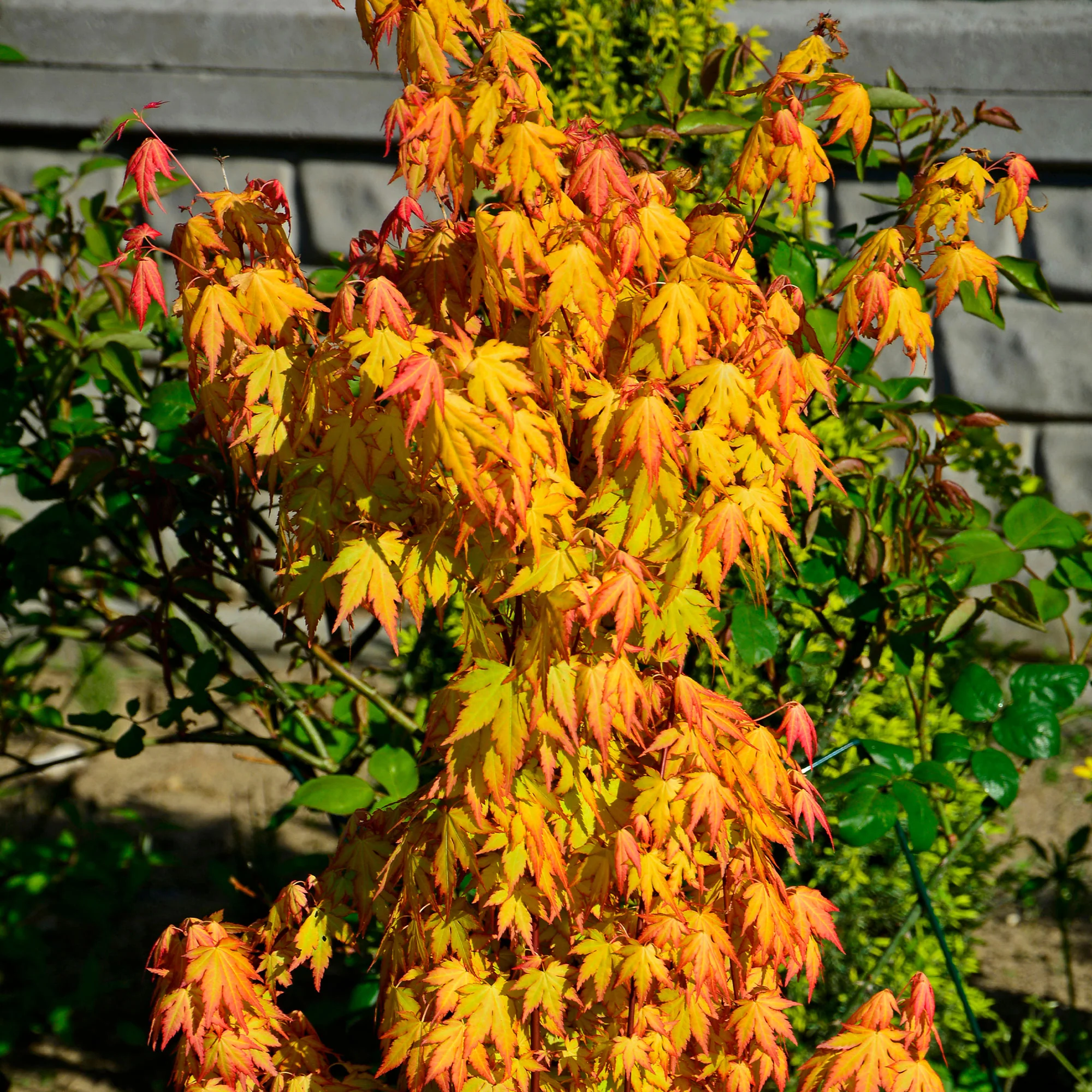 Fächerahorn 'Orange Dream' - Image 4
