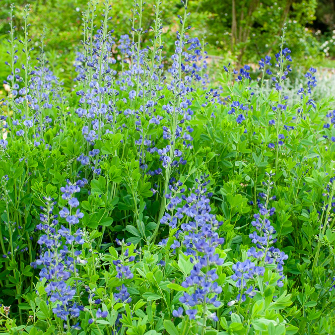 Falscher Indigo - Image 2