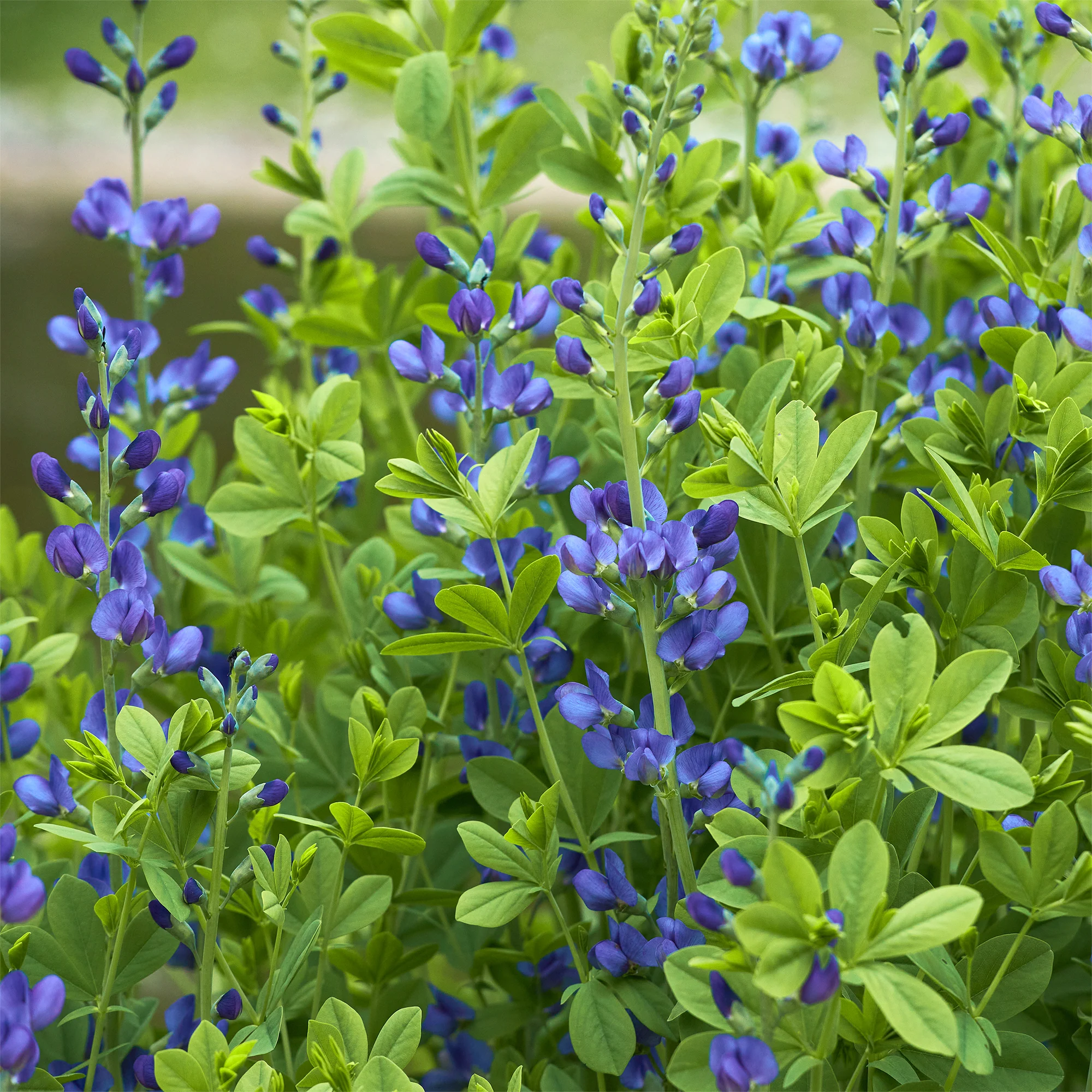 Falscher Indigo - Image 3