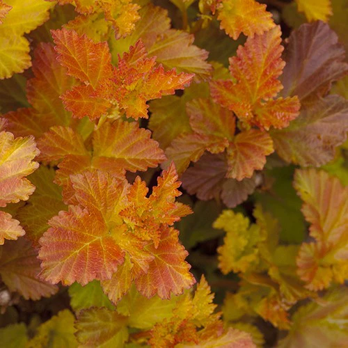 Fasanenspiere Amber Jubilee® Jefam - Image 4